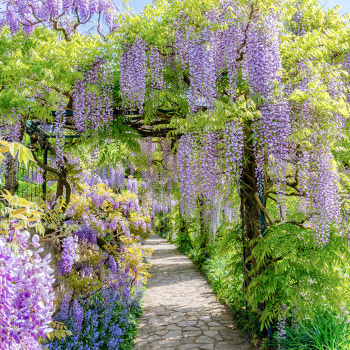 Glyzynie (Blauregen)