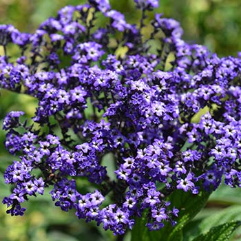 Vaniilleblume