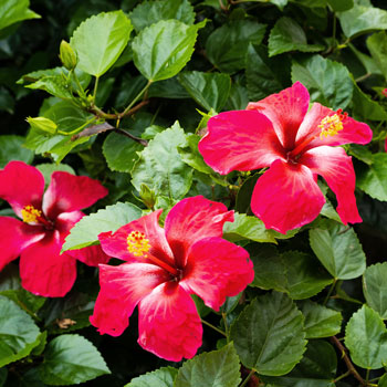 Hibiskus