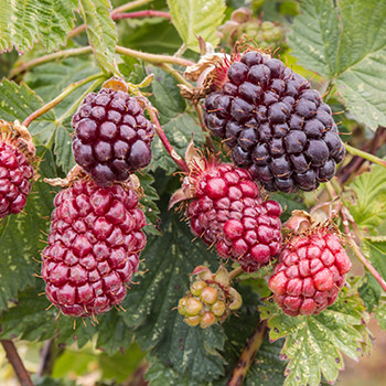 Himbeer-Brombeer