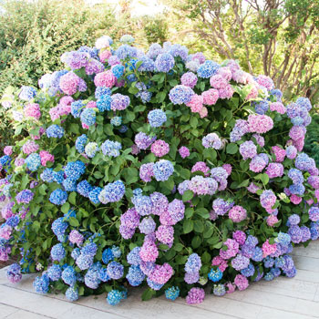 Hortensie