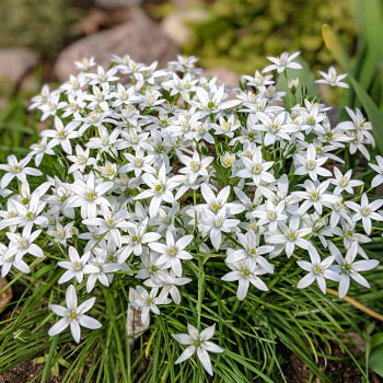Sternblume
