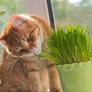 Katzengras