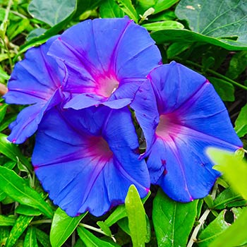 Trichterwinde, mischung