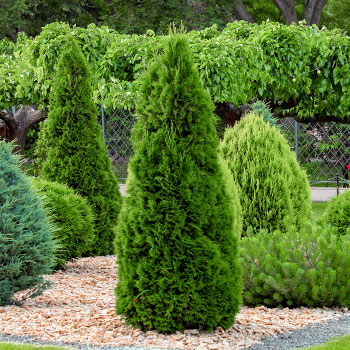 Thuja