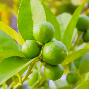 Limette