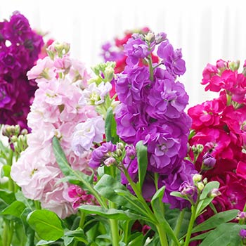 Matthiola