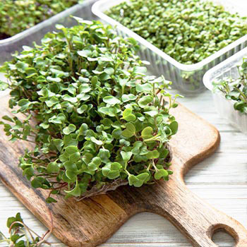 Microgreen