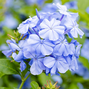 Plumbago