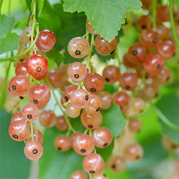 Rosa Johannisbeeren