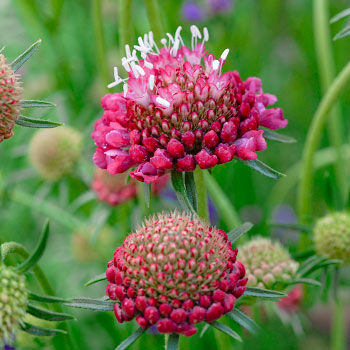 Gartenskabiose