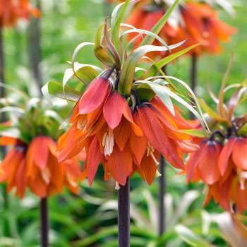 Schachbrettblume