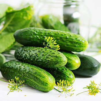 Von Bienen bestäubte Gurken