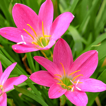 Zephyranthes