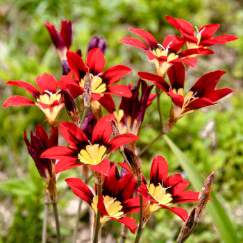 Zigenerblumen