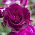 Beetrose Burgundy Iceberg®, C5 interface.art Bild 1 Beetrose Burgundy Iceberg®, C5 interface.image 1 interface.art 6146