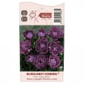 Beetrose Burgundy Iceberg®, C5 interface.art Bild 5 Beetrose Burgundy Iceberg®, C5 interface.image 5 interface.art 6146