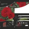 Beetrose Carmine™ Vaza ®, С3 interface.art Bild 2 Beetrose Carmine™ Vaza ®, С3 interface.image 2 interface.art 6171