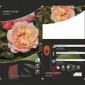 Beetrose Marie Curie ®, С3 interface.art Bild 3 Beetrose Marie Curie ®, С3 interface.image 3 interface.art 6176