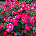 Strauchrose Rose Brera® interface.art Bild 2 Strauchrose Rose Brera® interface.image 2 interface.art 5506