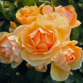 Strauchrose Rose Hansestadt Rostock® interface.art Bild 2 Strauchrose Rose Hansestadt Rostock® interface.image 2 interface.art 5508