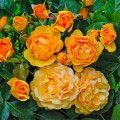 Strauchrose Rose Julia Child® interface.art Bild 1 Strauchrose Rose Julia Child® interface.image 1 interface.art 5511