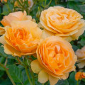 Strauchrose Rose Julia Child® interface.art Bild 2 Strauchrose Rose Julia Child® interface.image 2 interface.art 5511