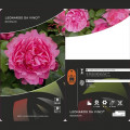 Beetrose Leonardo da Vinci®, C3 interface.art Bild 3 Beetrose Leonardo da Vinci®, C3 interface.image 3 interface.art 4553