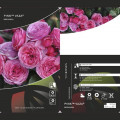 Beetrose Pink Vaza®, C3 interface.art Bild 2 Beetrose Pink Vaza®, C3 interface.image 2 interface.art 5004