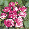 Beetrose Scentimental®, C5 interface.art Bild 1 Beetrose Scentimental®, C5 interface.image 1 interface.art 5516