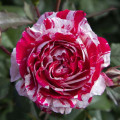 Beetrose Scentimental®, C5 interface.art Bild 2 Beetrose Scentimental®, C5 interface.image 2 interface.art 5516