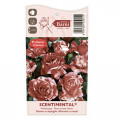 Beetrose Scentimental®, C5 interface.art Bild 4 Beetrose Scentimental®, C5 interface.image 4 interface.art 5516