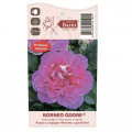 Edelrose Rosa Borneo Odore®, C5 interface.art Bild 4 Edelrose Rosa Borneo Odore®, C5 interface.image 4 interface.art 6157