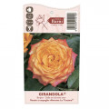Edelrose Rosa Girandola®, C5 interface.image 4 interface.art 6152