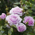 Edelrose Rosa Pacific Blue®, C5 interface.art Bild 3 Edelrose Rosa Pacific Blue®, C5 interface.image 3 interface.art 6161