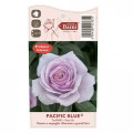Edelrose Rosa Pacific Blue®, C5 interface.art Bild 5 Edelrose Rosa Pacific Blue®, C5 interface.image 5 interface.art 6161