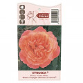 Edelrose Rosa Etrusca®, C5 interface.image 3 interface.art 5550