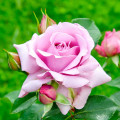 Beetrose Love Song®, C5 interface.art Bild 1 Beetrose Love Song®, C5 interface.image 1 interface.art 5545