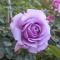Beetrose Love Song®, C5 interface.art Bild 2 Beetrose Love Song®, C5 interface.image 2 interface.art 5545