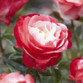 Edelrose Nostalgie®, C3 interface.art Bild 1 Edelrose Nostalgie®, C3 interface.image 1 interface.art 4563