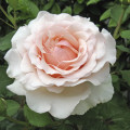 Edelrose Rosa Roberto Cappucci®, C5 interface.art Bild 1 Edelrose Rosa Roberto Cappucci®, C5 interface.image 1 interface.art 5551