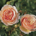 Edelrose Rosa Tropicana®, C5 interface.image 1 interface.art 5558