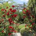 Kletterrose Amadeus®, C5 interface.art Bild 1 Kletterrose Amadeus®, C5 interface.image 1 interface.art 5490