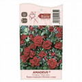 Kletterrose Amadeus®, C5 interface.art Bild 3 Kletterrose Amadeus®, C5 interface.image 3 interface.art 5490