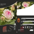 Kletterrose Eden Rose®, C3 interface.art Bild 3 Kletterrose Eden Rose®, C3 interface.image 3 interface.art 4559