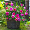 Kletterrose Gabriel Oak® interface.art Bild 1 Kletterrose Gabriel Oak® interface.image 1 interface.art 5501
