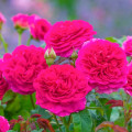 Kletterrose Gabriel Oak® interface.art Bild 2 Kletterrose Gabriel Oak® interface.image 2 interface.art 5501