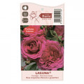 Kletterrose Laguna®, C5 interface.art Bild 4 Kletterrose Laguna®, C5 interface.image 4 interface.art 5495