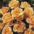 Kletterrose Susie ®, С5 interface.art Bild 1 Kletterrose Susie ®, С5 interface.image 1 interface.art 6183
