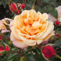 Kletterrose Susie ®, С5 interface.art Bild 2 Kletterrose Susie ®, С5 interface.image 2 interface.art 6183